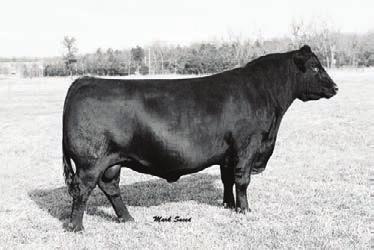 Dominance is a curve-bending, easy-calving and growth sire with extra frame and mass. Dominance offers tremendous mating flexibility.