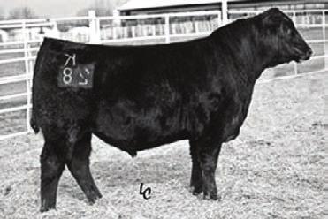 C 17314326 Koupal Advance 28 Jan. 15, 2012 BW: 66 lbs. WW: 714 lbs. YW: 1244 lbs. Identity is an exciting new true calving ease bull with added depth of body.