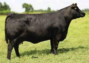 Offering 1 Flush of any Female in our Herd to the Bull of the Buyer s Choice! Guarantee of 6 embryos with all remaining eggs split 50/50 between buyer and seller.
