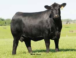 Just a few of the females available to choose from are: H 5 direct daughters of the legendary Riverbend Blackbird 4301, whose daughter 8809 is the dam of numerous bulls in A.I.