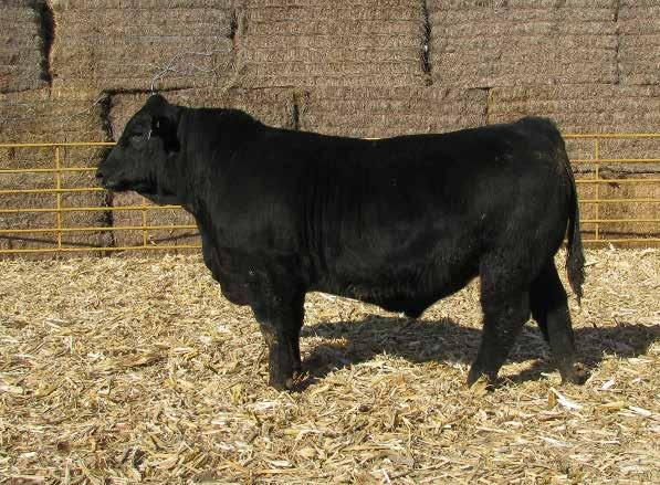 48 0.25-0.082 1.09 123.4 69.4 36.7 H Full Brother to last year s high seller and natural calf of our 904 donor. Came small, grew well, and has a great disposition.