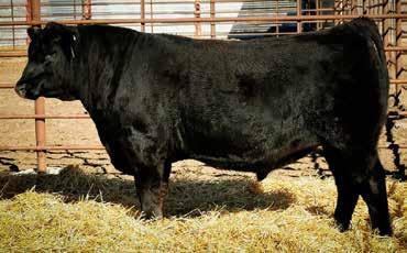 79 BURKEN CATTLE CO. BULLS BC1 MR. B480 Birth Date: 2/26/2014 Reg # 2931711 1/2 SM 1/2 AN TC Freedom 104... Connealy Forefront X058 T C Ruby 9095 BCC Ms. Pbeef R5032.