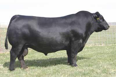 75 H The supreme sire for breedes desiring more visual muscle mass, body dimension and substance of bone in their calf crop.