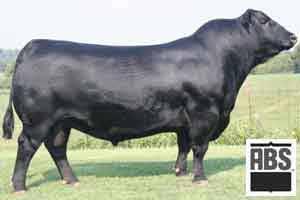18 H Progeny have been highly sought after for their superior birth-toyearling spread and impressive phenotype. H Unique low birth weight sire with outstanding structure, thickness and muscle shape.