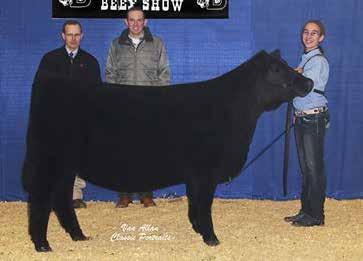 17 H Multi-segment appeal has made him one of the most popular bulls in the industry.