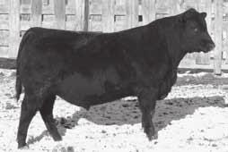 Lot 29 Ox Bow Final Answer 3575 32 Tag 8111 Calved 2/8/13 Reg.