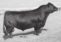 Ox Bow Blackbird 308 +10 +0.0 +53 +23 +88 37.37 46.80 High performance and carcass value cow family He will transmit strong udder quality to his daughters Birth Wt 87 205 Wt 672 365 Wt 1064 IMF 3.