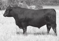 Ox Bow Final Answer 1212 Ox Bow Manor 5155 Dam of Ox Bow Final Answer 1212 Ox Bow Final Answer 3383 51 Tag 070 Calved 3/17/13 Reg.