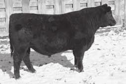 reference O C C Paxton 730P sire Calved 3/14/04 Reg.