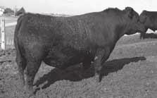 He is one of the highest $EN sires of the breed indicating his ability to sire very efficient females. He is a negative birth weight sire with a +11 CED who sires big Ribeye.