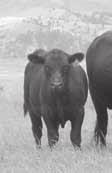 Over the past 24 years, Ox Bow Ranch has worked to develop a uniform, efficient, performanceoriented, maternal cow herd bred to meet the challenges of our rough country.