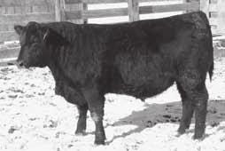 Lot 72 Ox Bow Lucy 433 Dam of Lot 72 Ox Bow Dash 3358 72 Tag 433 Calved 2/14/13 Reg.