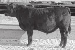 reference Connealy Thunder sire Calved 1/28/05 Reg.