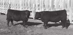 64 4 Sons Sell Proven Pathfinder sire with a negative birth EPD and a +11 CED value, Connealy Thunder is very easy calving and his progeny are docile with big ribeyes.