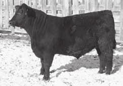 25 Sons & Grandsons Sell reference GDAR Game Day 449 sire Calved 2/9/04 Reg.