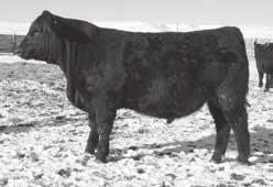 79 Phenotypically ideal grand dam is the great grand dam of last year s high selling bull Very well balanced bull with a tick more frame Lot 6 Ox Bow Beebe Queen 841 Granddam of Lot 4 on Winter Range