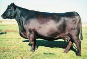 This daughter of the established Pathfinder Sire N Bar Emulation EXT was produced from a donor dam who is a full sister to Rito 707 of Ideal 3407 7075, Rito 707 of Ideal 7078 and Rito Idealist.