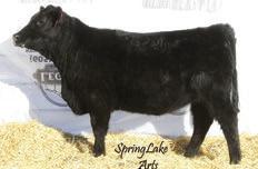 SPRINGLAKE & GUESTS ENCHANTSS FAMILY BLACK GROVE ENCHANTSS 607 - Lot 28 28 Black Grove Enchantress 607 Birth Date: 1-14-2016 Cow +18688825 Tattoo: 607 +Rito 707 of Ideal 3407 7075 Ideal 3407 of 1418