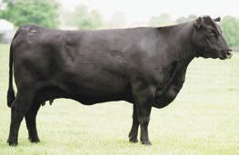 SPRINGLAKE & GUESTS POLLY FAMILY A daughter of the Pathfinder Sire OCC VDAR POLLY 836 - Her influence sells.