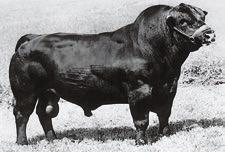 THE BED S PIONEER PERFORMANCE SI RR RITO 707 - Reference Sire A R R Rito 707 [ AMF-CAF-DDF-M1F-NHF-OHF ] The progeny enrolled in the AHIR program over the course of the past A Birth Date: 2-5-1967