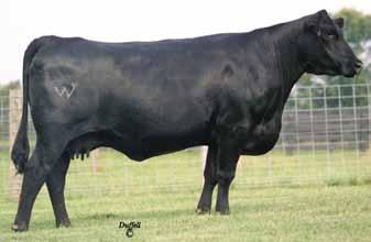 01 This elite herd sire candidate combines a modest individual birth ratio of 82 with impressive individual weaning and yearling ratios of 115 and an individual yearling ratio of 117 by the Tanner