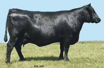 This bull was produced as the first calf from a two-year-old dam who is sired by the top-selling bull of a past Whitestone sale. Recommended for heifers.