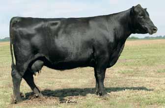 05 1081 The first of three flush brothers by SAV Iron Mountain 8066 from a donor dam with a progeny birth ratio of 94 combined with a progeny weaning ratio of 105 on two natural calves.