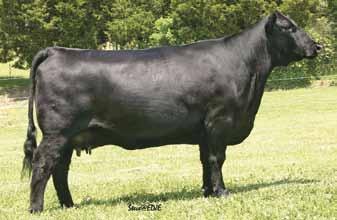 OCC Kirby 633K Tanner Strong Age Bulls Gambles Miss Famous 621 - The dam of Lot 61.