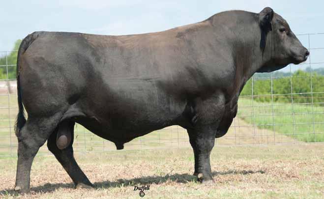 Top-Selling Bulls Of the 2011 Tanner Fall Sale TANNER FINAL ANSWER 964Y 702