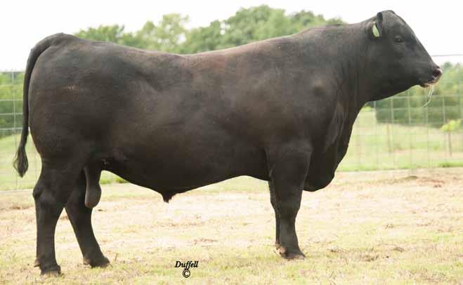 23 The top-selling bull of the 2011 Tanner Fall Sale to Foster Angus of
