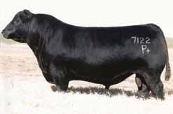 Featuring Sons of These Leading Sires SITZ UPWARD 307R 85
