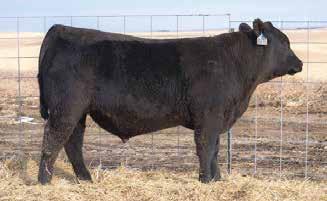 Sons Sired by Herd Building Sires.
