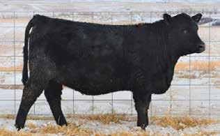Females from Foundation Cow Families... 55 B-Date: 02/13/17 Cow 18988350 Tattoo: 7061 Rito 707 of Ideal 3407 7075 RR Rito 707 SAV Resource 1441 Ideal 3407 of 1418 076 36 0.