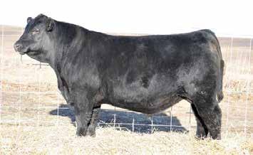 SAV Abigale 5646 A proven cow with progeny ratios of 8 @ 101 for birth weight 8 @ 108 weaning ratio, 4 @ 113 yearling, 13 @ 110 IMF, and 13 @ 103 ribeye ratio E1 Cutting Edge x 5646 4 Embryos BAR