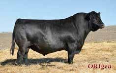 His astounding deep bodied easy fleshing phenotype is transmitted to his progeny. He is a true breed changer adding more muscle, substance and fleshing ability than any sire in the breed.