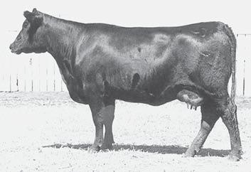 TEHAMA BANDO 155 BON VIEW BANDO 598 BON VIEW DORA 56 GDAR OSCAR 711 SVF BLACKBIRD 1620 CEDAR HILLS BLACKBIRD 2011 Link is a proven heifer bull that will bring in the heaviest weaning weights.
