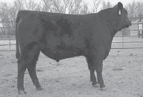 4 42 17 75 714 1376 30.5 4.13 3.77 4/103 Super heifer or cow bull, friendly, can graduate to cows. EPD 1.2 1115 85 754 1289 35.5 3.23 3.