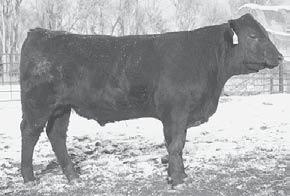 53 5/97 EPD 1.7 1430 Razzi x Beefmaker combination. Would make an excellent herd builder. Grandmother is still in production at 10 years of age. 92 771 1202 2.98 3.29 1/110 EPD 4.