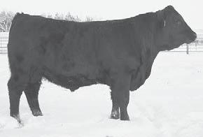 2 NA 928 is a very nice bull. His grandam conceived AI every year I bred her. She was a joy to have around. 928 would be a great herd builder. Heifer bull.