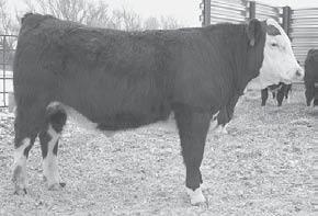 12 is a very thick, meaty bull from one of our favorite cow families. 90 613 1230 33 4.09 3.37 2/94 100% scrotal pigment.