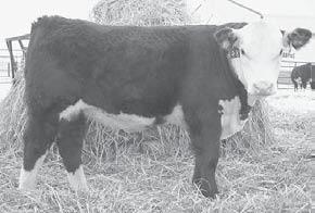 PREDICTABLE UNIFORM CATTLE 83 ISAACS BELZER 47 Calf: 47 Born: 3/20/04 HPF DAY WORK 344 ISAACS BELZER 5M BF ANNIE 15C BAR JZ KNIGHT 766Y ISAACS JULIE 47 MISS L1 OURAY 8647 2.