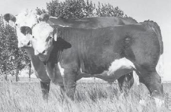 Maternal Efficiency Functional udder on a 13-year-old cow.
