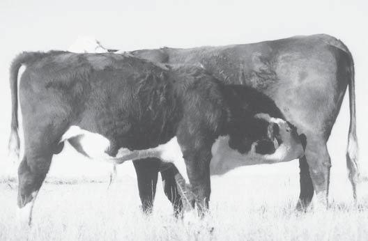 One of Isaacs Cattle Co.