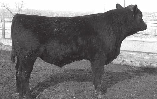 He is the highest 205 weight bull in our herd and has a WDA of 3.96. Should be used on cows.