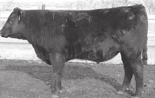 Dam s progeny ratios should change as she has more births. Birth Ratio: 115. Weaning Ratio: 98.