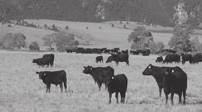 DOUBLE W ANGUS - BEAVER CREEK RANCHES FEMALES Pairs and bred Cows We have, for many years, sold our later-calving bred cows & heifers