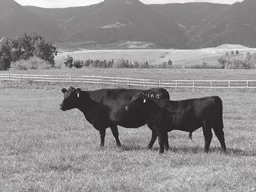 It is our intent to sell between 20-30 bred cows and pairs.