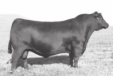 ET He combines phenotype, performance, carcass quality, scrotal size and great temperament, with a breed-leading EPD profile. He sires females with impeccable udder quality and abundant milk.