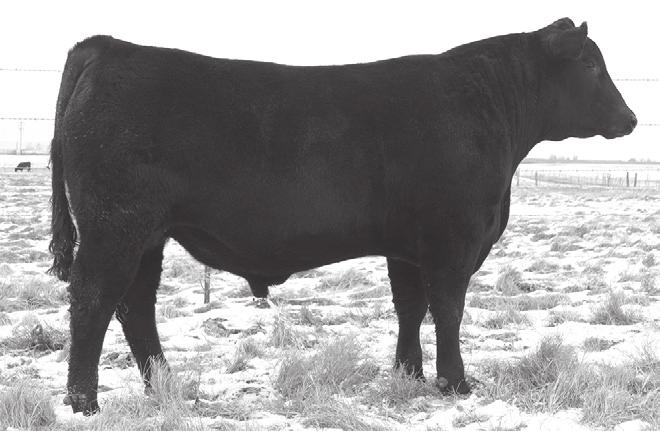 #Kesslers Bell 3166 +12 +0 +41 +80 +13 +31-18.78 I+26 I+.36 I+.60 I+.042 +35.15 +30.53 +26.08 +76.80 ADJ. 205 WT 74 615 BW A calving ease bull with a birth ratio of 93.