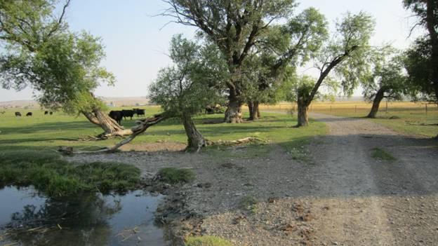 The remaining 60 acres which is the southern half of this property and situated along the Sun River is comprised of a Cottonwood tree canopy.